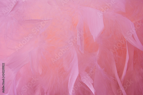 Abstract pink tone feathers background. Fluffy feather fashion design vintage bohemian style pastel texture. © Olga