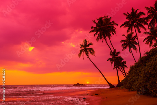 Tropical sunset palm trees silhouettes on beach landscape photo