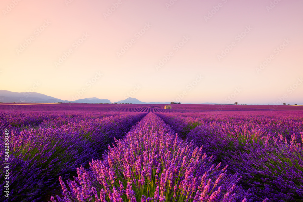 French lavender field at sunrise Valensole