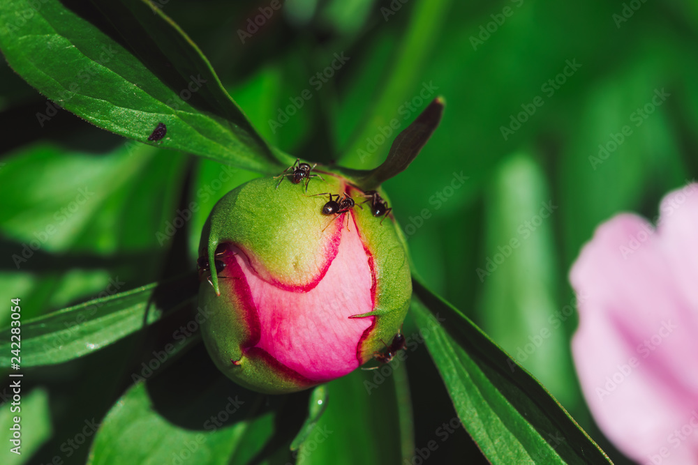 Small black ants creep on young peony bud in macro. Green pink unblown ...