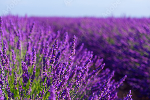 Blossoming lavender bush on French field macro closeup