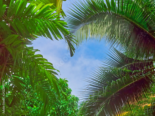 Green leaves on the branches of a palm tree are against the sky. Tropical background