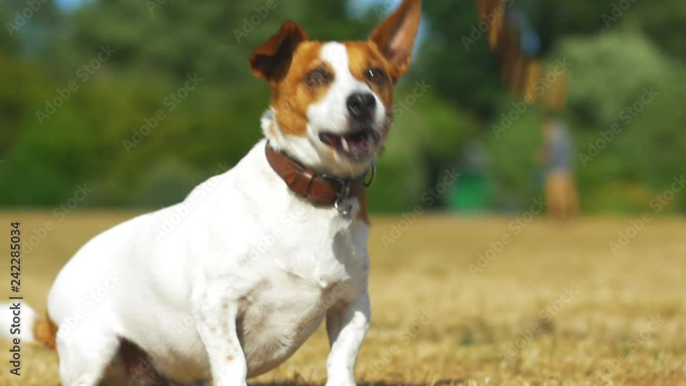 Jack Russell fetching with a stick, dog waiting for the stick to be thrown. Super slow motion Jack Russell fetching with a stick, dog waiting for the stick to be thrown. Super slow motion