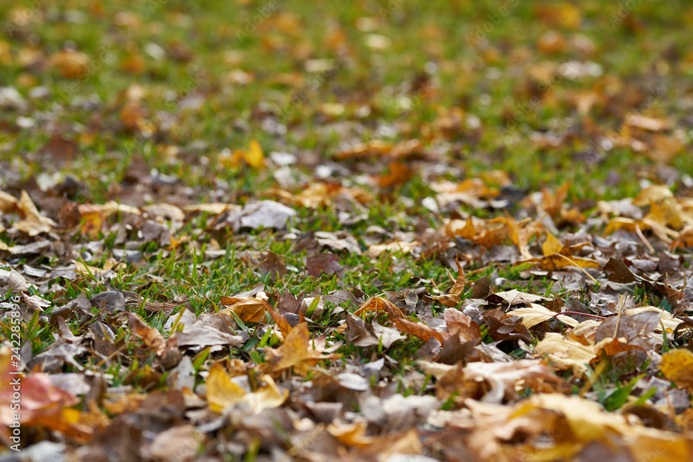 Autumn Background and Texture Autumn Background and Texture