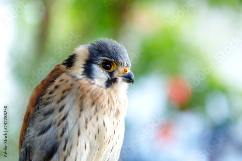 Beautiful profile of a kestrel in the nature