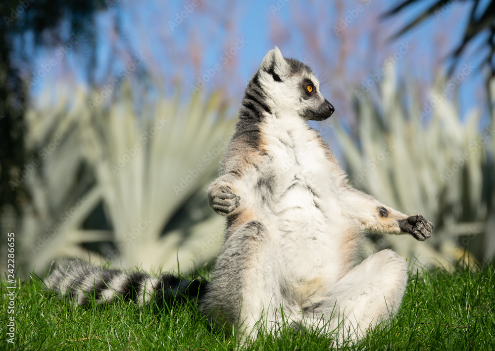 Lemur catta front view having sunbathe in yoga position