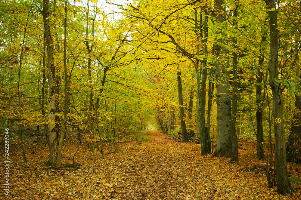 autumn in the forest