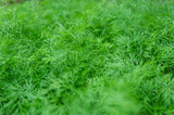 Dill plant for background use