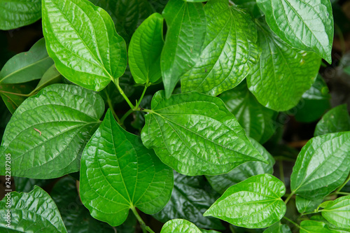 Wildbetal Leafbush (Piper sarmentosum Roxb) leaves green background