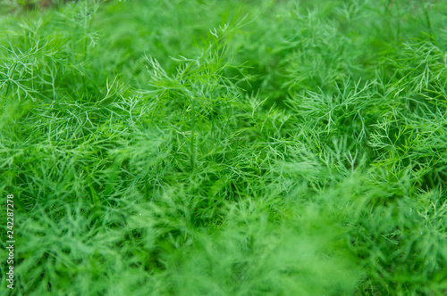 Dill plant for background use