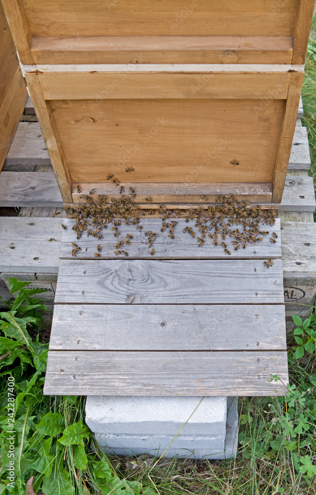 Animals: Honeybees in front of the entrance to their wooden hive Animals: Honeybees in front of the entrance to their wooden hive