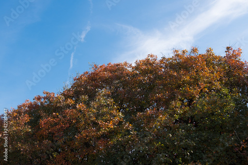 Autumn trees against the blue sky. Beautiful autumn trees with orange and red leaves.