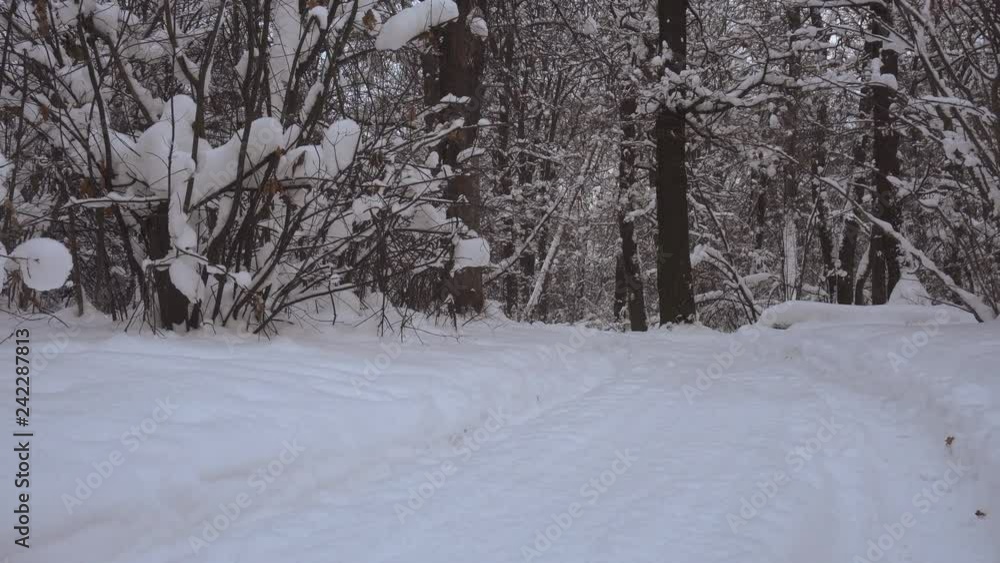 View of the winter forest and frozen lake covered with snow, dolly shot