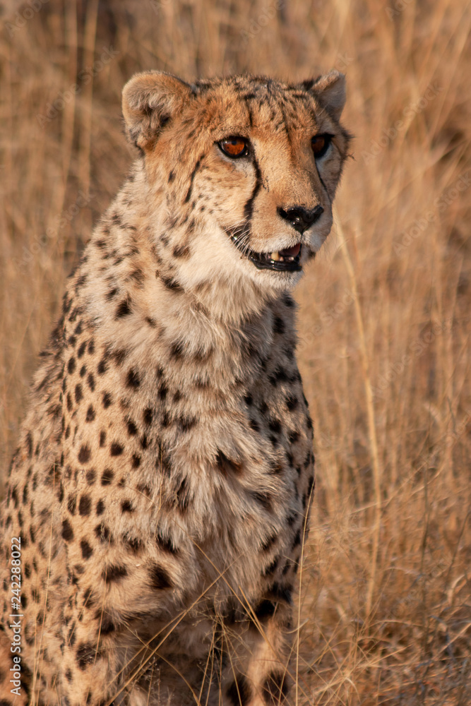 Naklejka premium Cheetah in Namibia