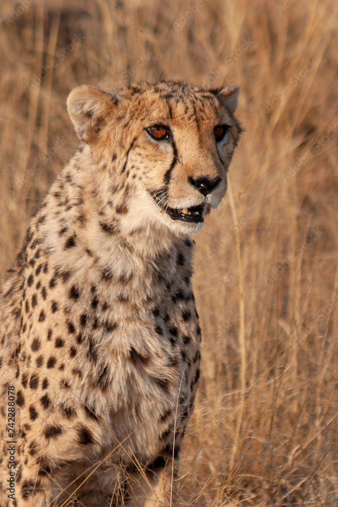 Cheetah in Namibia Cheetah in Namibia