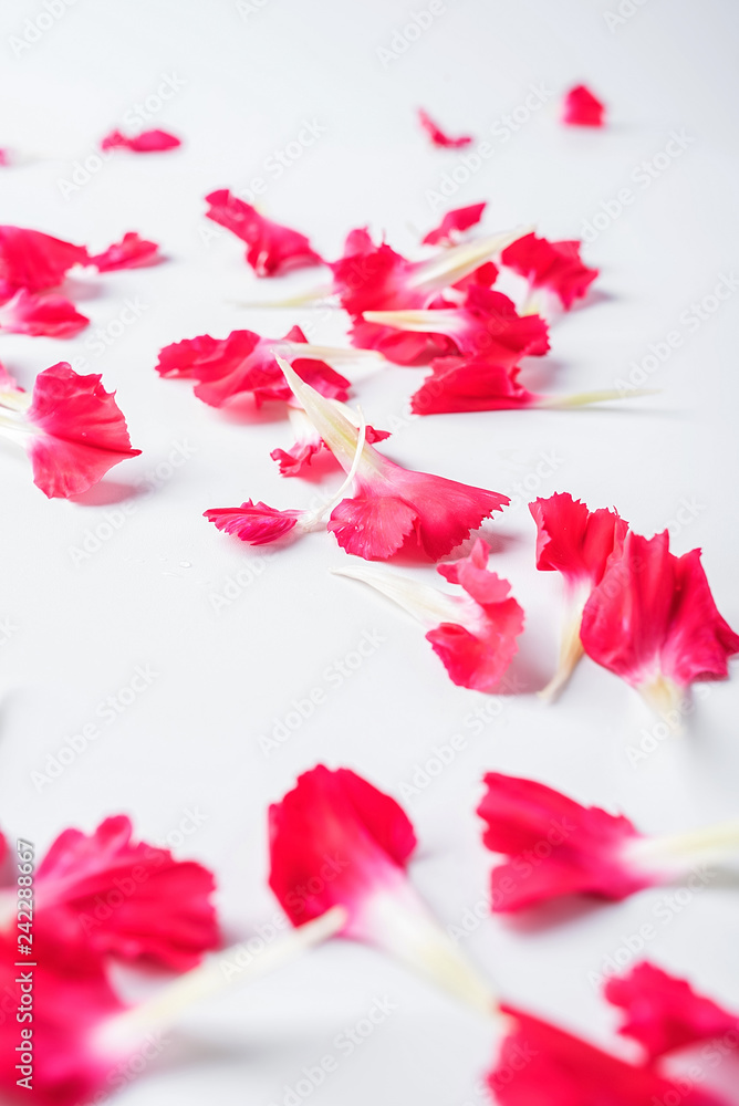 Carnation petals on white background Carnation petals on white background