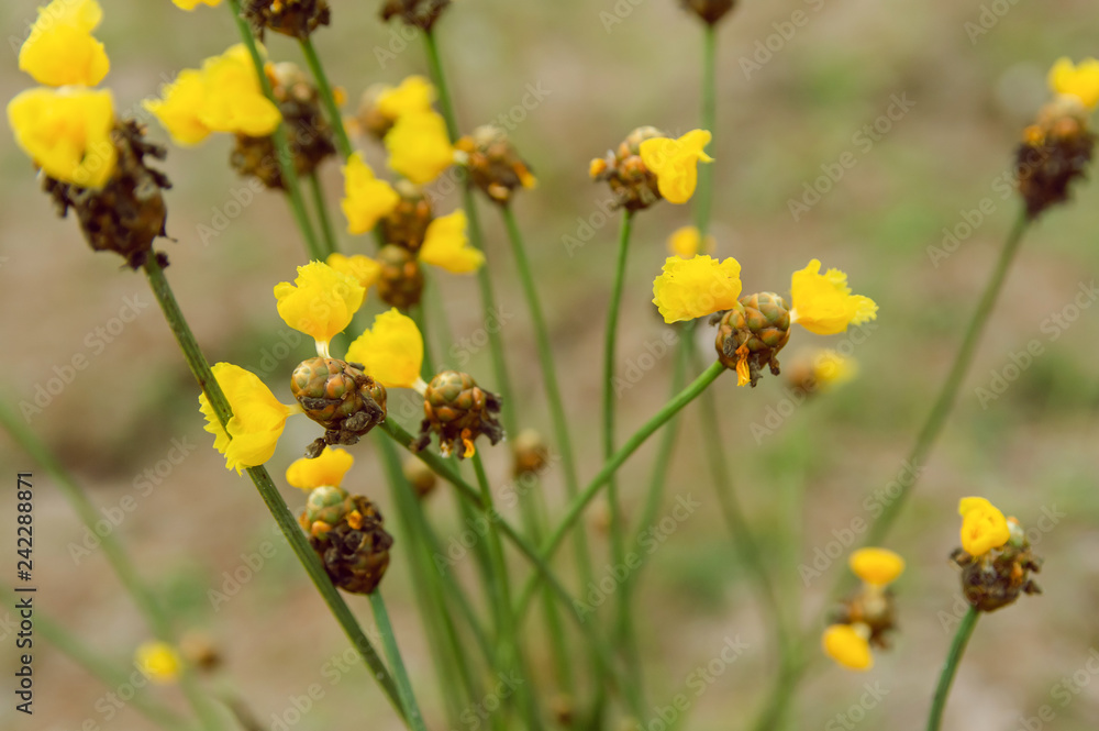 Fototapeta premium Tall Yellow-eyed Grass flower. Xyridaceae. with copy space