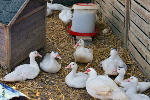 Sagy, France - july 8 2018 : poultry in a farm photo