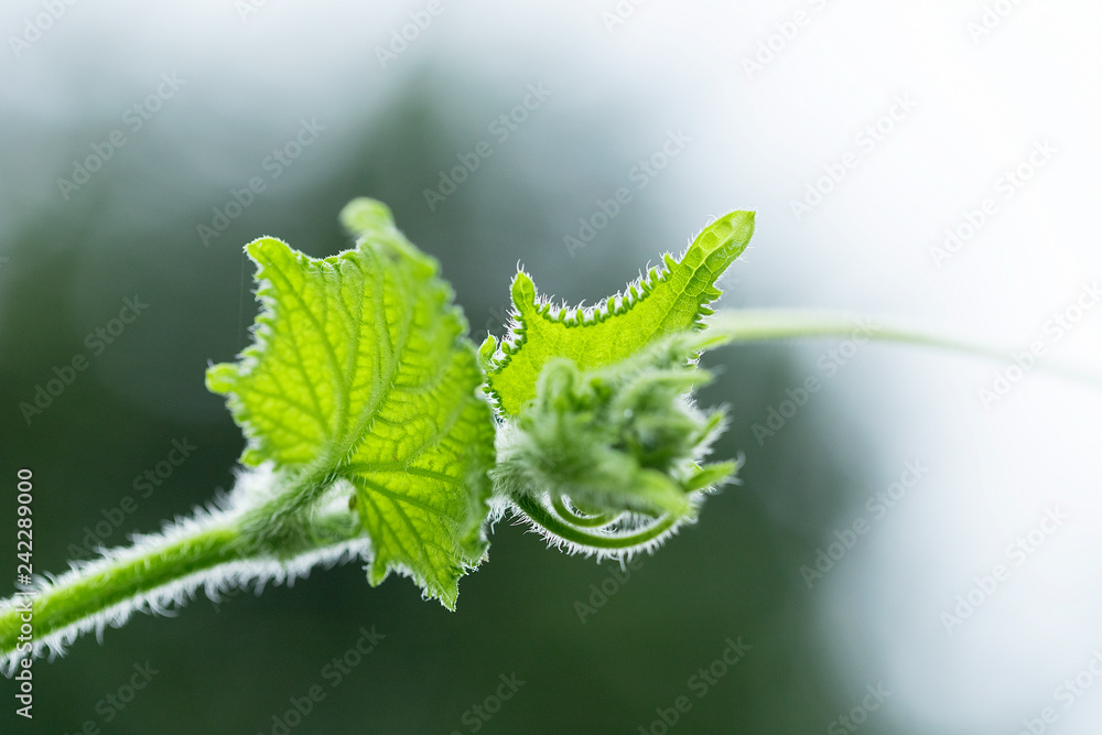 Closeup of nature leaves green blur. In the spring Under the morning light. Use as background and wallpapers. Closeup of nature leaves green blur. In the spring Under the morning light. Use as background and wallpapers.