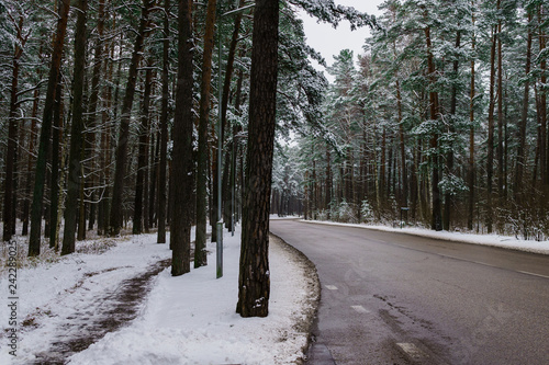 The road in the middle of a winter forest with pines covered with snow, in winter.Winter landscape