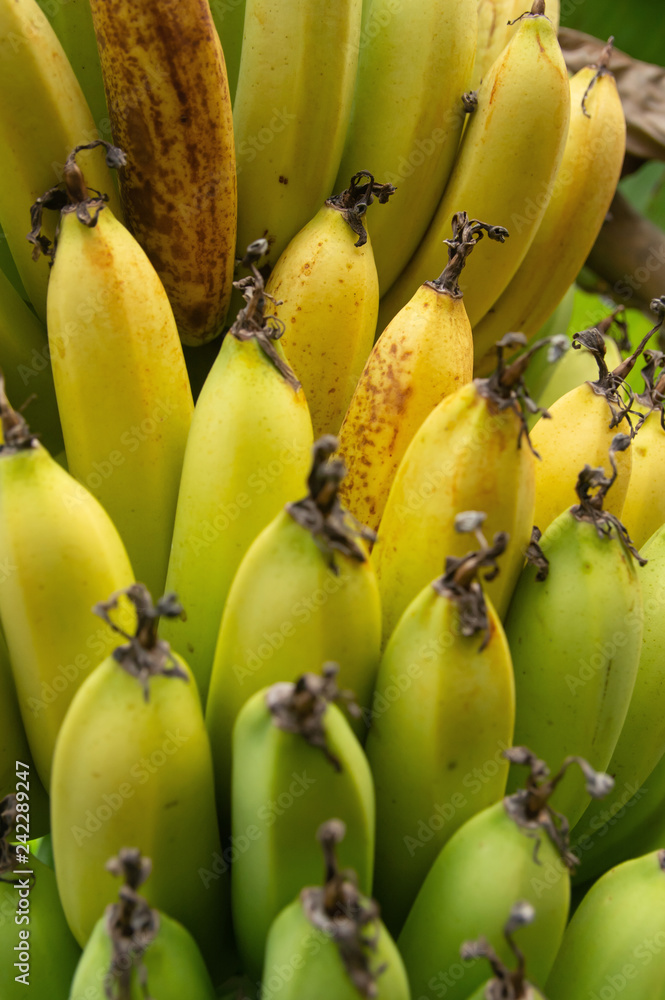 Close up of a bunch of green and yellow bananas