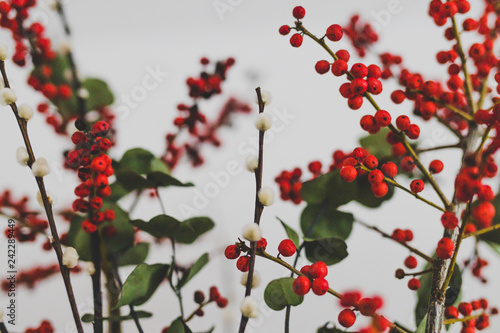 Christmas themed bunch of flowers with eucalyptus red holly berries and cotton
