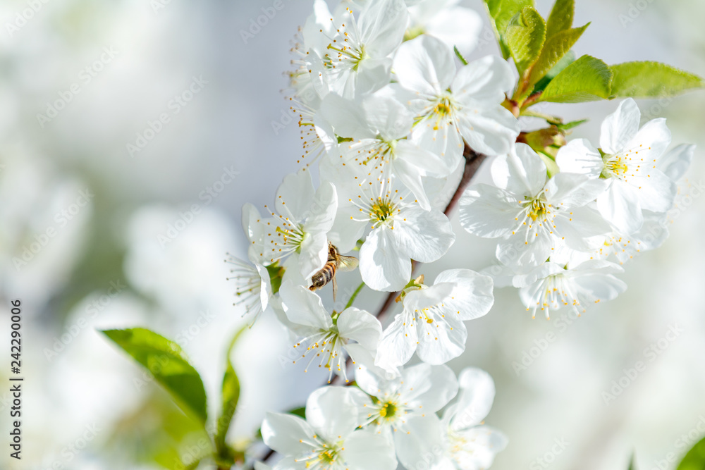 Spring background art with white cherry blossom Spring background art with white cherry blossom