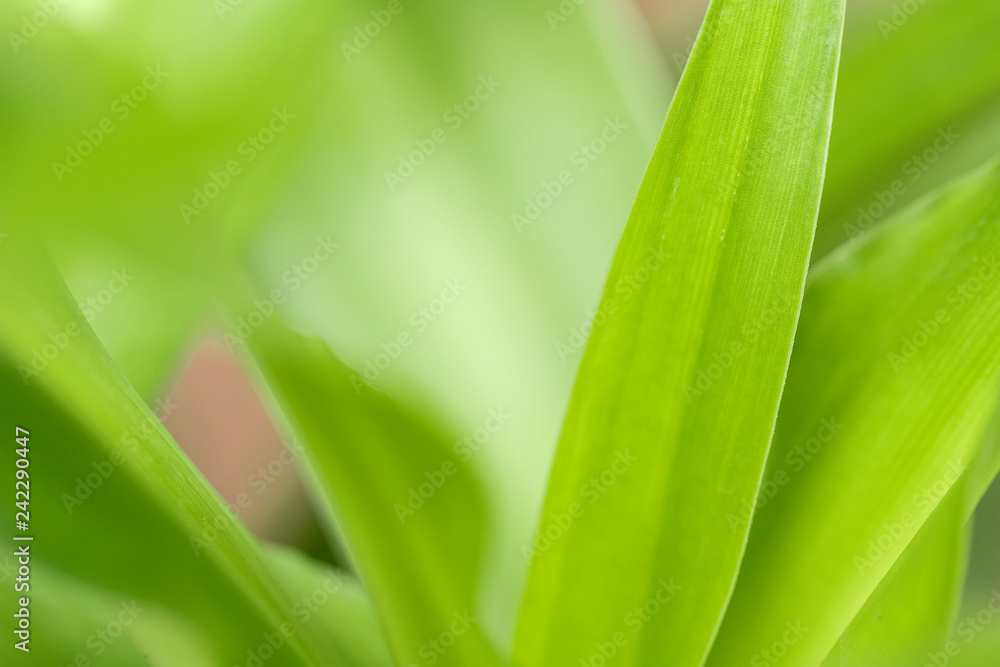 Closeup of nature leaves green blur. In the spring Under the morning light. Use as background and wallpapers. Closeup of nature leaves green blur. In the spring Under the morning light. Use as background and wallpapers.