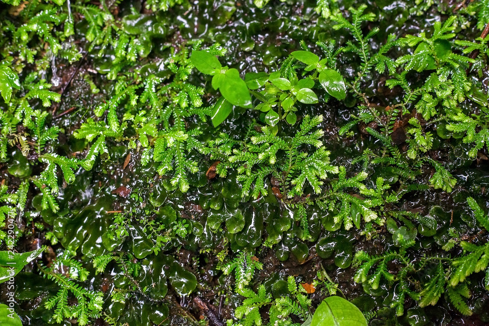 Selaginella plana or Paku Rane plants, asian spikemosses Selaginella plana or Paku Rane plants, asian spikemosses