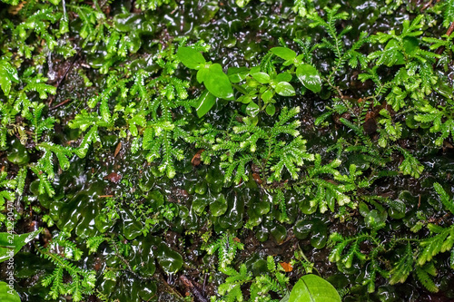 Selaginella plana or Paku Rane plants, asian spikemosses