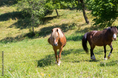Fototapeta Naklejka Na Ścianę i Meble -  Curious, beautiful brown horses at a paddock