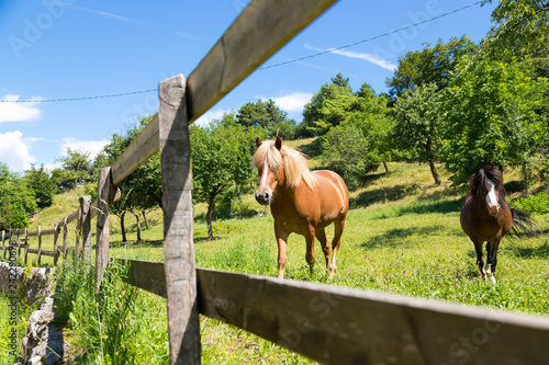 Fototapeta Naklejka Na Ścianę i Meble -  Curious, beautiful brown horses at a paddock