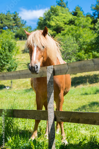 Fototapeta Naklejka Na Ścianę i Meble -  Curious, beautiful brown horse at a paddock
