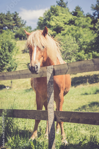 Fototapeta Naklejka Na Ścianę i Meble -  Curious, beautiful brown horse at a paddock