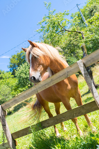 Fototapeta Naklejka Na Ścianę i Meble -  Curious, beautiful brown horse at a paddock