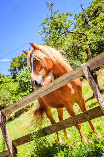 Fototapeta Naklejka Na Ścianę i Meble -  Curious, beautiful brown horse at a paddock