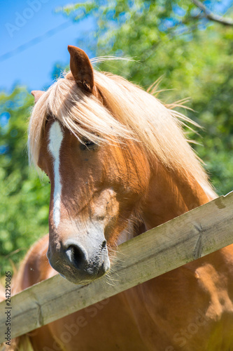 Fototapeta Naklejka Na Ścianę i Meble -  Curious, beautiful brown horse at a paddock