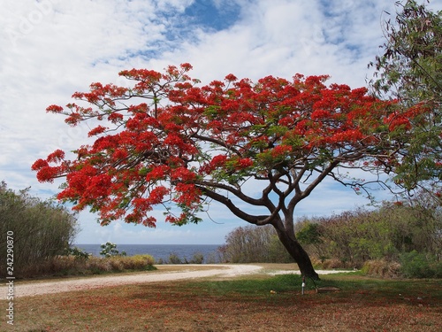 Wide shot of a flame tree full of red fiery flowers near the beach in a tropical island