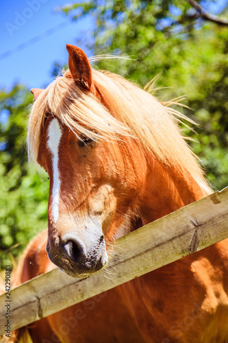 Fototapeta Naklejka Na Ścianę i Meble -  Curious, beautiful brown horse at a paddock