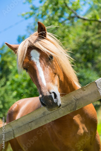 Fototapeta Naklejka Na Ścianę i Meble -  Curious, beautiful brown horse at a paddock