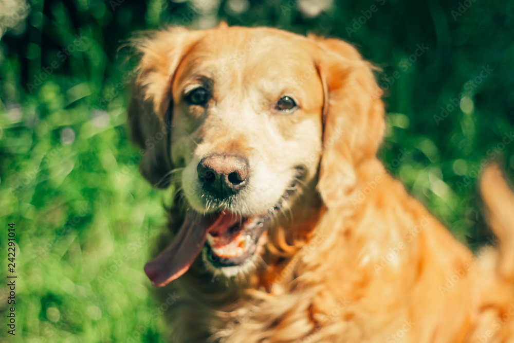 golden retriever in spring park for a walk golden retriever in spring park for a walk