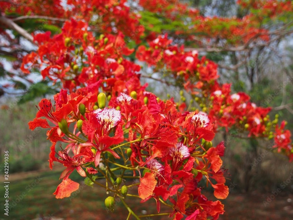 Close up shot of blooming  flame tree flowers with blurred background