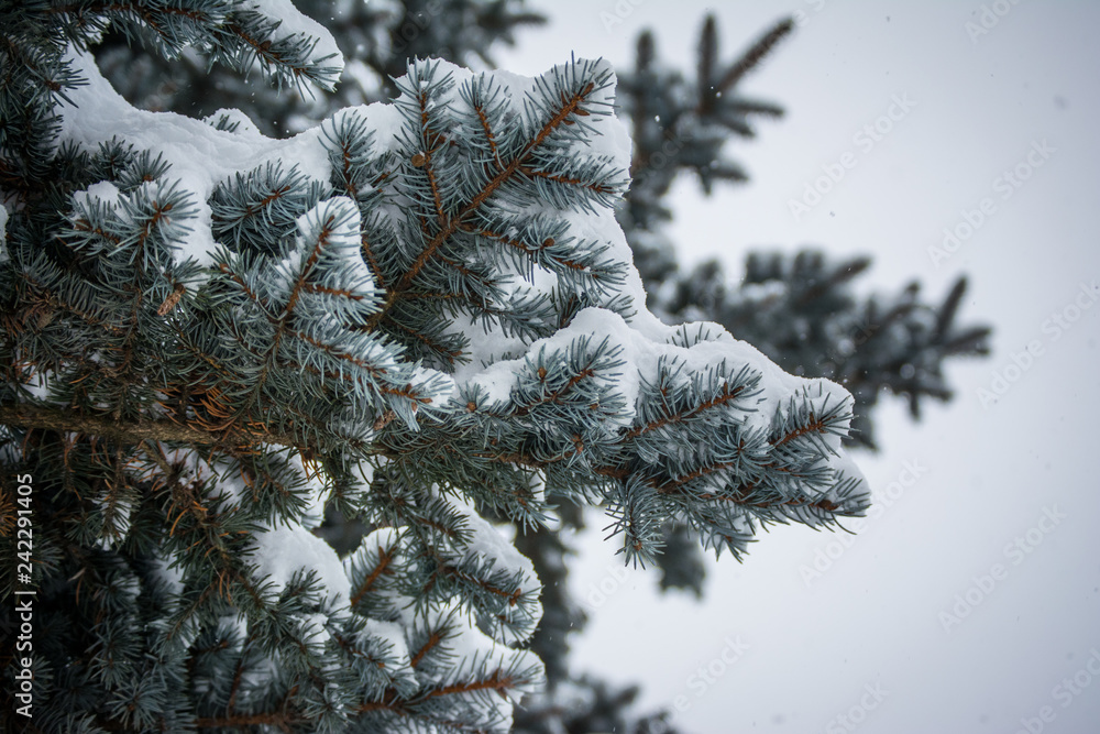 spruce branches under the snow