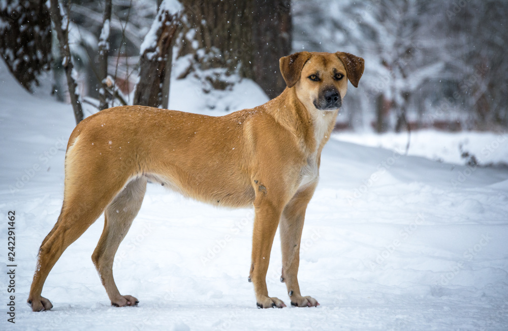 a stray dog in a snow-covered Park a stray dog in a snow-covered Park