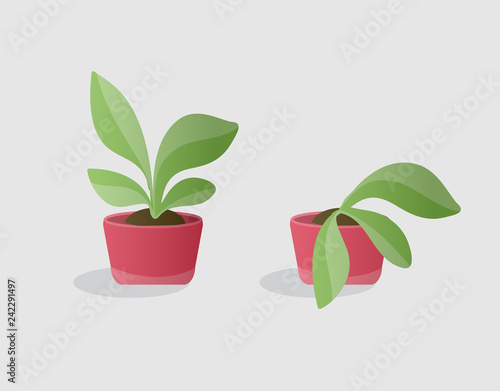  green and wilted plants