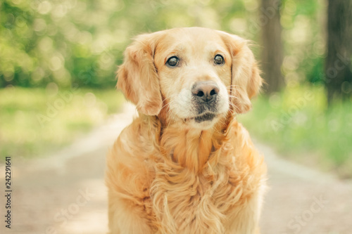 golden retriever in spring park for a walk