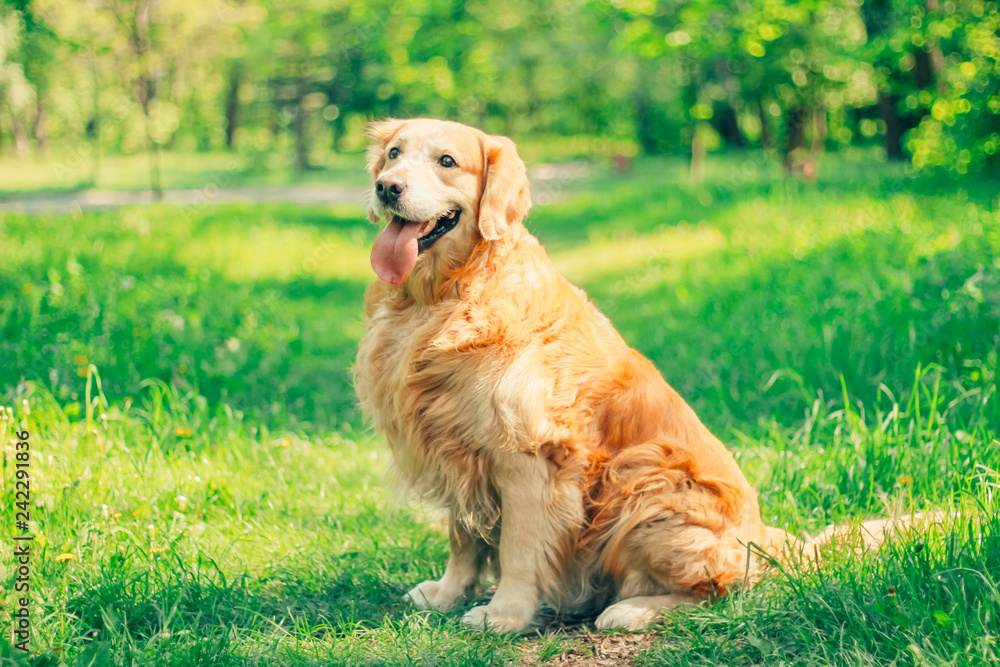golden retriever in spring park for a walk golden retriever in spring park for a walk