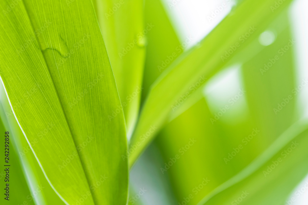 Closeup of nature leaves green blur. In the spring Under the morning light. Use as background and wallpapers. Closeup of nature leaves green blur. In the spring Under the morning light. Use as background and wallpapers.