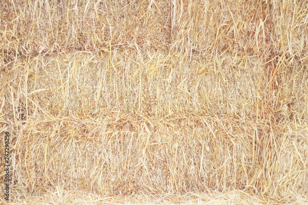 Dried straw texture for background ,natural rural patterns Dried straw texture for background ,natural rural patterns
