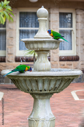 Rosellas Drinking in a fountain photo